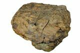 Fossil Ankylosaurid Ungual (Claw) - Montana #183999-3